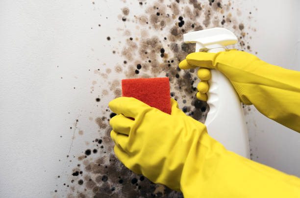 Best Emergency Mold Remediation in Hampstead, MD